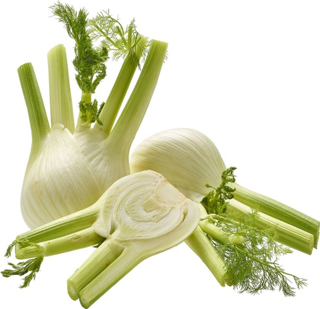 Fenchel