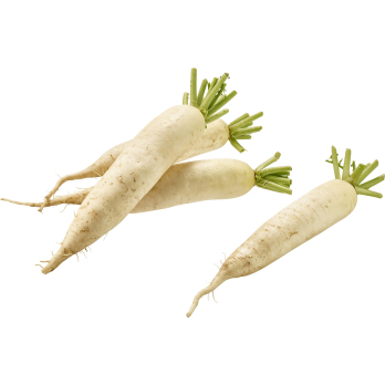 Rettich weiß