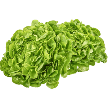 Salat Eichblatt