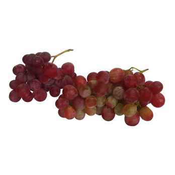 Trauben blau, kernlos