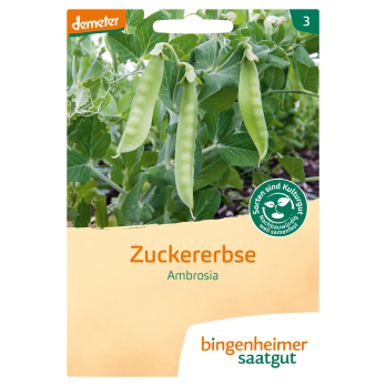 Saatgut Zuckererbse Ambrosia, 37 g