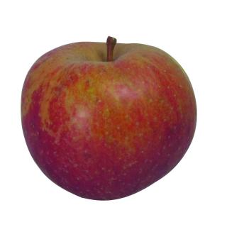 Äpfel Boskoop