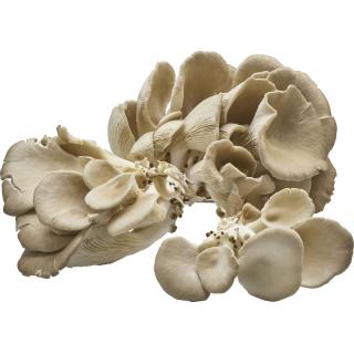 Austernpilze, ca. 200 g